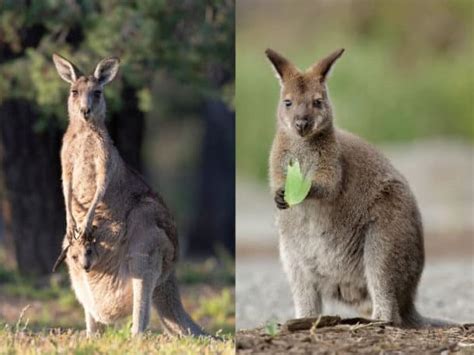 Are There Any Kangaroos in Africa? Learn About a Kangaroo Look-Alike