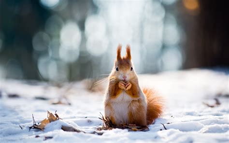 animal, Bokeh, Forest, Ice, Laves, Little, Squirrel, Lovely, Nature ...