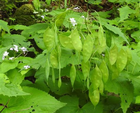 Lunaria Annua Honesty Plant Care | Plantly