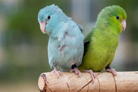 Top 10 Cute Small Parrots - Depth World - Top 10 Cute Small Parrots