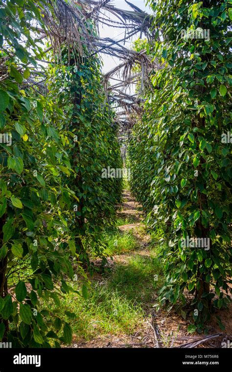 Kampot pepper farm, pepper plant growing, Kampot, Cambodia Stock Photo ...