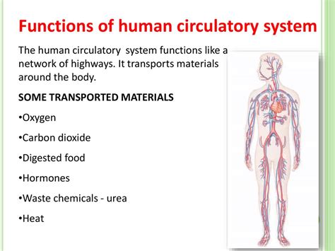 Circulatory System Functions