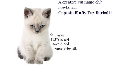 15 White Cat Names You Can't Find Anywhere Else