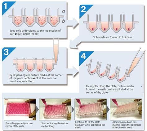 PrimeSurface® 96 Slit-well Plate - S-Bio