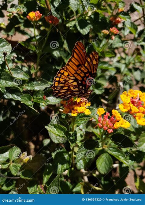 Yellow Butterfly in the Garden Flowers Stock Photo - Image of gardens ...