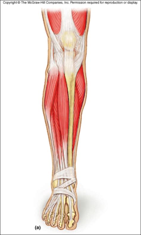 Muscles of the crural region Diagram | Quizlet