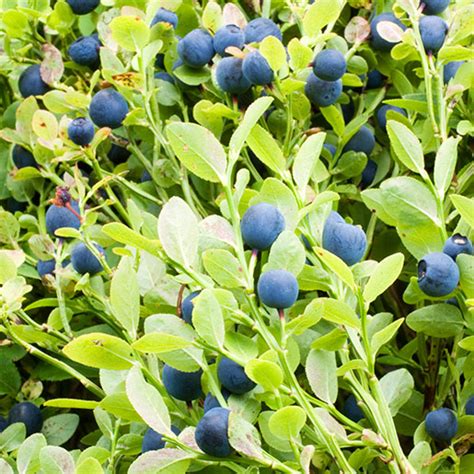 Bilberry: Usefulness and Safety | NCCIH