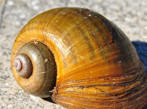 Snail Shell Photograph by Amy Spear