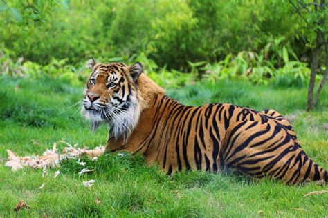 Tiger Territory | Zoological Society of London (ZSL)