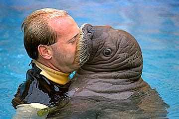 Funny Walrus New Images/Photos 2012 | Funny Animals