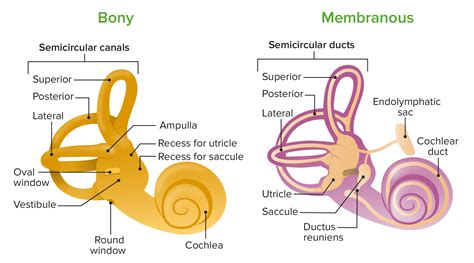 Inner Ear Anatomy Diagram Vintage Poster By Vintage Anatomy Prints ...