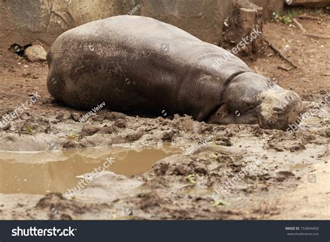 Pygmy Hippopotamus Lying On The Mud Stock Photo 153844403 : Shutterstock