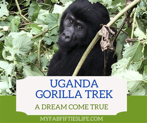 My Fab Fifties Life - Uganda Gorilla Trek - My Fab Fifties Life