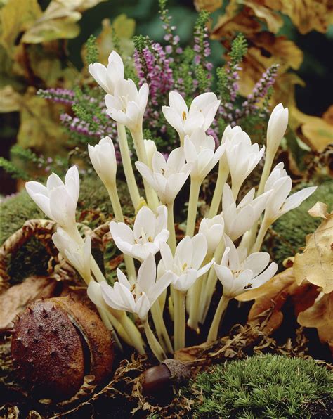 Shop Colchicum Autumnale Alba | J Parker Dutch Bulbs