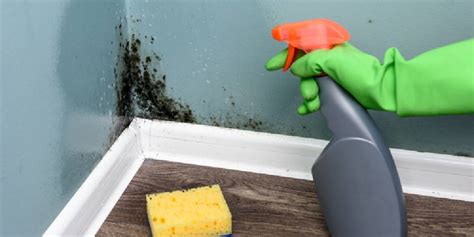 Mold Cleaning and Prevention Tips - Cris's Cleaning Services