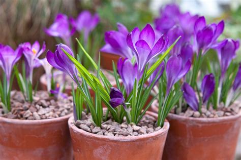 The Best Bulbs for Pots - BBC Gardeners World Magazine