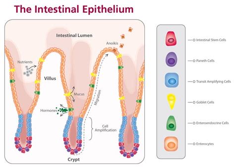 Overview - Intestinal Organoids - Organoids - Areas of Interest ...