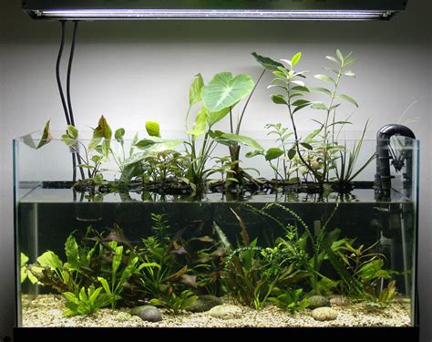 GambasdeAcuario.com - Plantas de interior para purificar el agua.