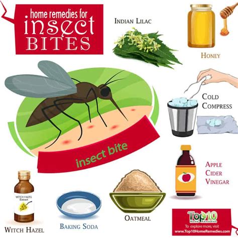 Home Remedies for Insect Bites | Top 10 Home Remedies