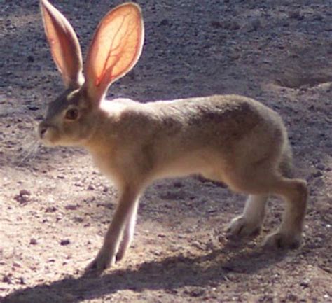 Photos: Black-Tailed Jackrabbits, the Curious Creatures of the American ...