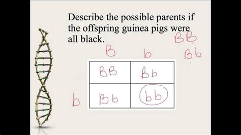 Mendelian Genetics and Punnett Squares - YouTube | Biology worksheet ...