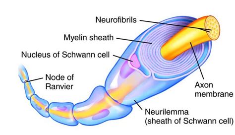 Myelin and autism - Mapping Ignorance