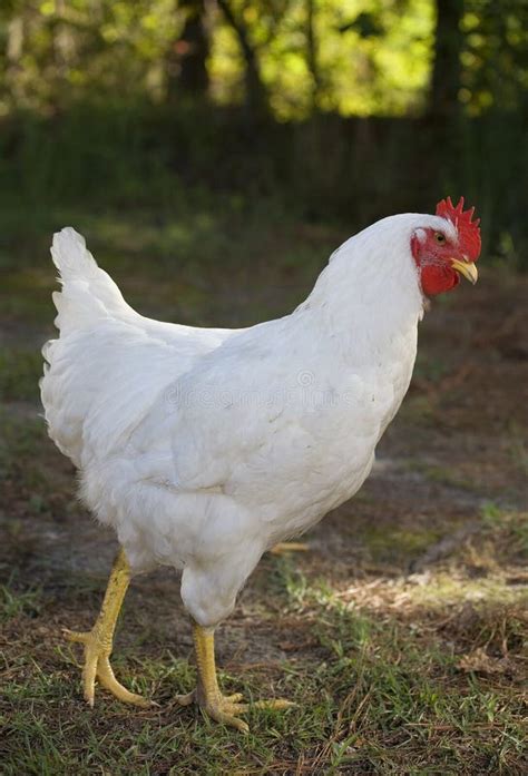 Free range chicken stock photo. Image of feathers, wings - 10830042