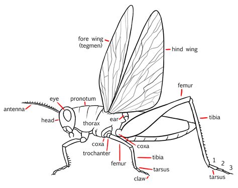 Insect Anatomy