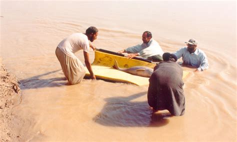 Indus River Dolphin What WWF Is Doing | Photos | WWF