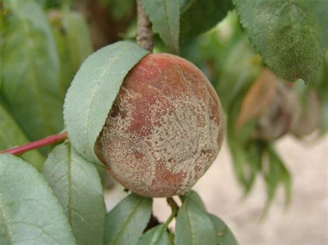 Diseases - Research | Peaches