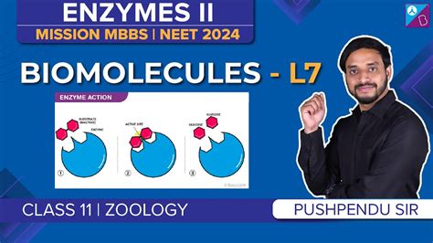 What Is The Difference Between Lipase And Amylase Activity - Infoupdate.org