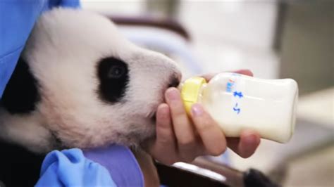 Cute Panda Baby Eating