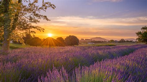 Sunset in the Lavender Fields - Sony Scene