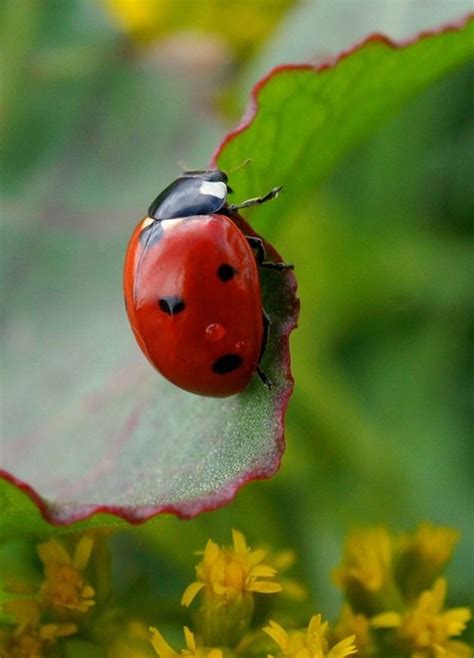 Cute little ladybugs are quite the predators! A little lion in the ...