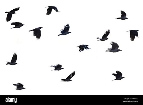 Flying Crows Silhouette