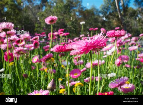 Spring wildflowers in King's Park, Perth, Western Australia Stock Photo ...