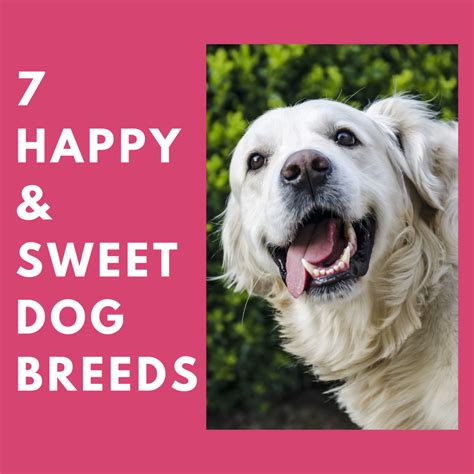 Seven Happy Dog Breeds That Your Family Will Love - PetHelpful