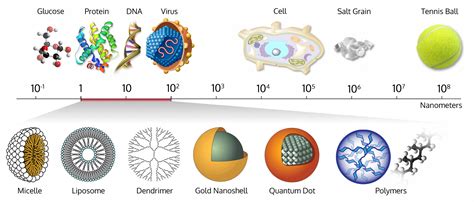 Size-comparison-Bio-nanoparticles nanometer scale comparison ...