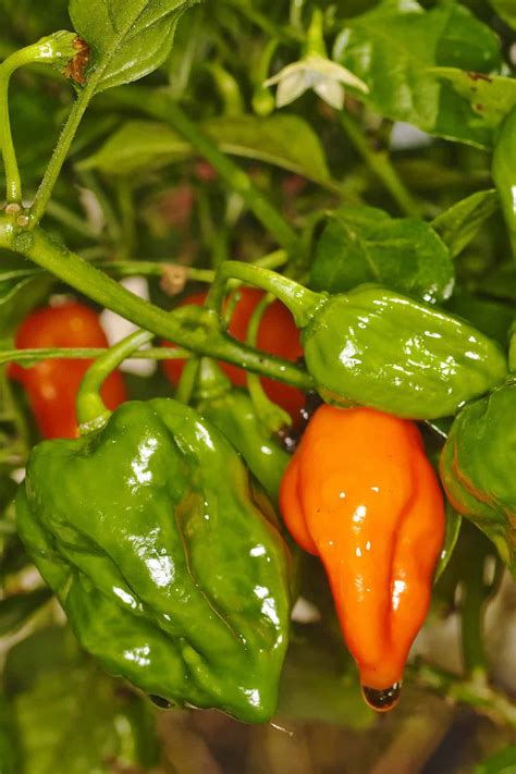 Naga Viper Pepper | ubicaciondepersonas.cdmx.gob.mx