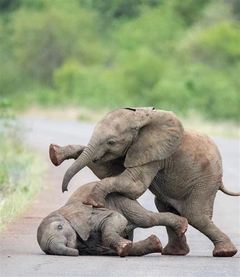 Canon Photography: Adorable baby elephants playing. Unbelievably cute ...