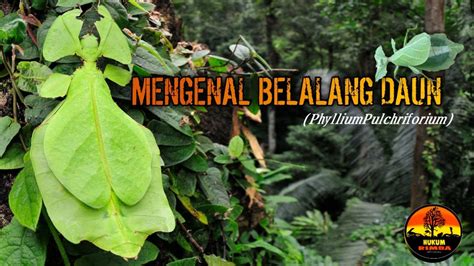 MENGENAL BELALANG DAUN - YouTube