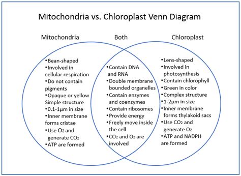 Mitochondria vs Chloroplast Venn diagram | Difference and Similarities