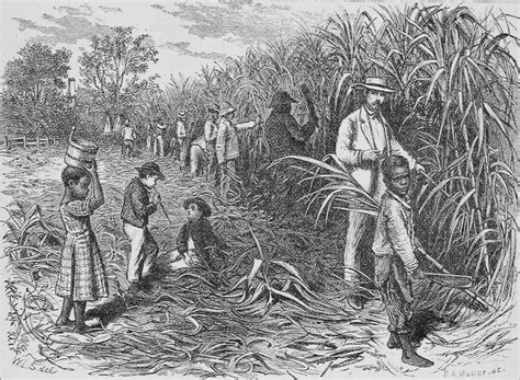 Sugar-cane plantation-- "The cane is cut down at its perfection" - NYPL ...