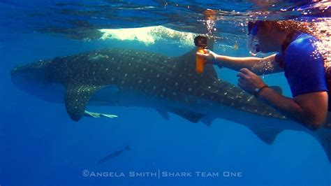 Endangered Whale Shark Conservation Program