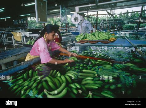 Chiquita banana plantation hi-res stock photography and images - Alamy