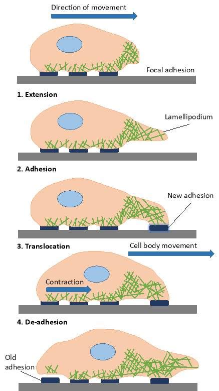 Discrete Cell Based Model in Fibroblast Cell Migration