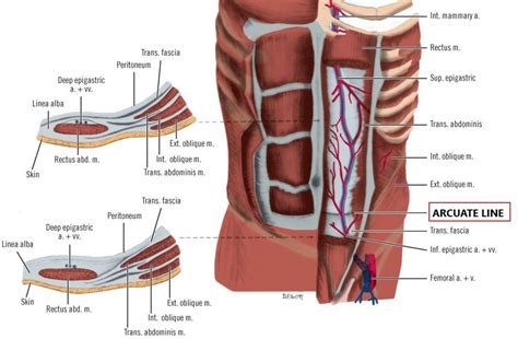 Rectus Sheath | Medical Junction