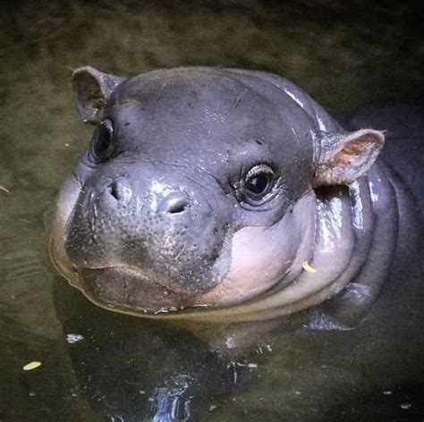 The Toronto Zoo’s new baby hippo : r/aww