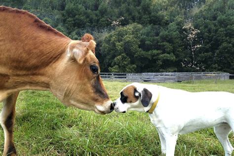 Cow and Dog Become Friends at Virginia Farm Sanctuary