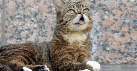 Lil BUB cat: Lil BUB, beloved viral internet cat, has died at age 8 ...